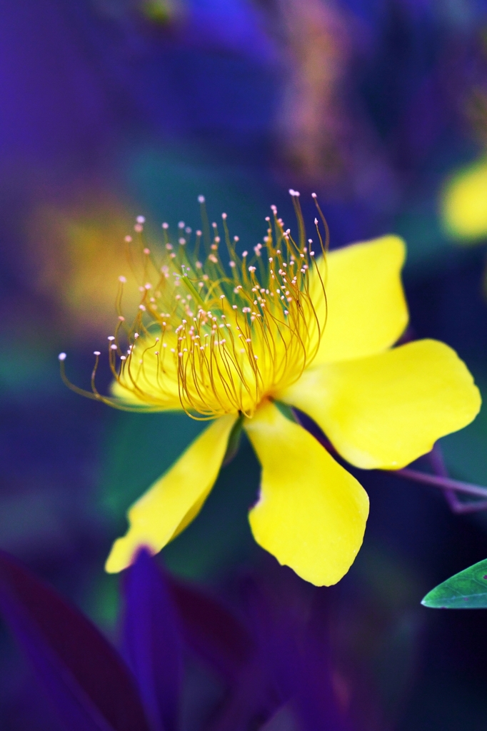 Impressive yellow