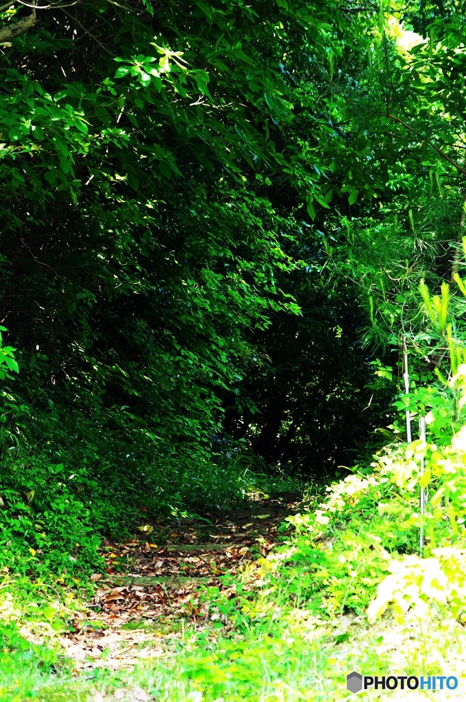Into the Woods