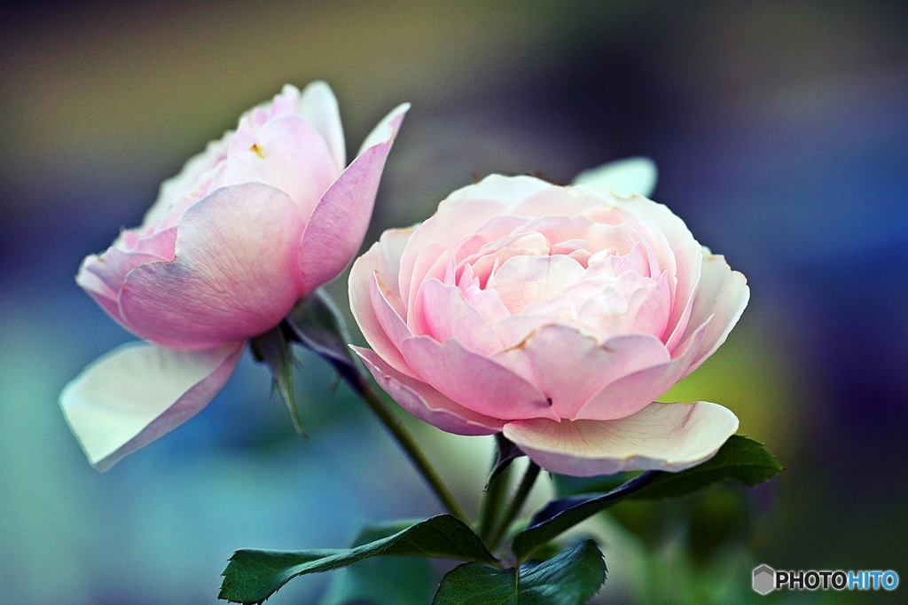 Softly, as in a Morning Sunrise