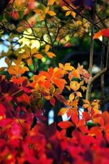 Enkianthus