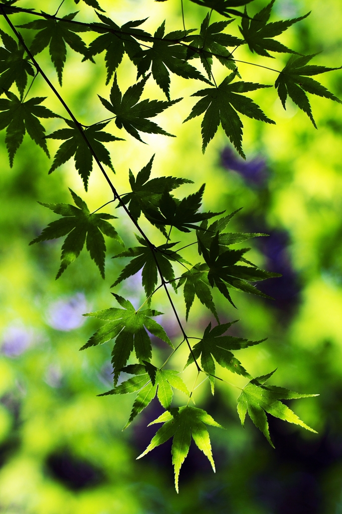 Days of green wind 2