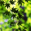 Days of green wind 2