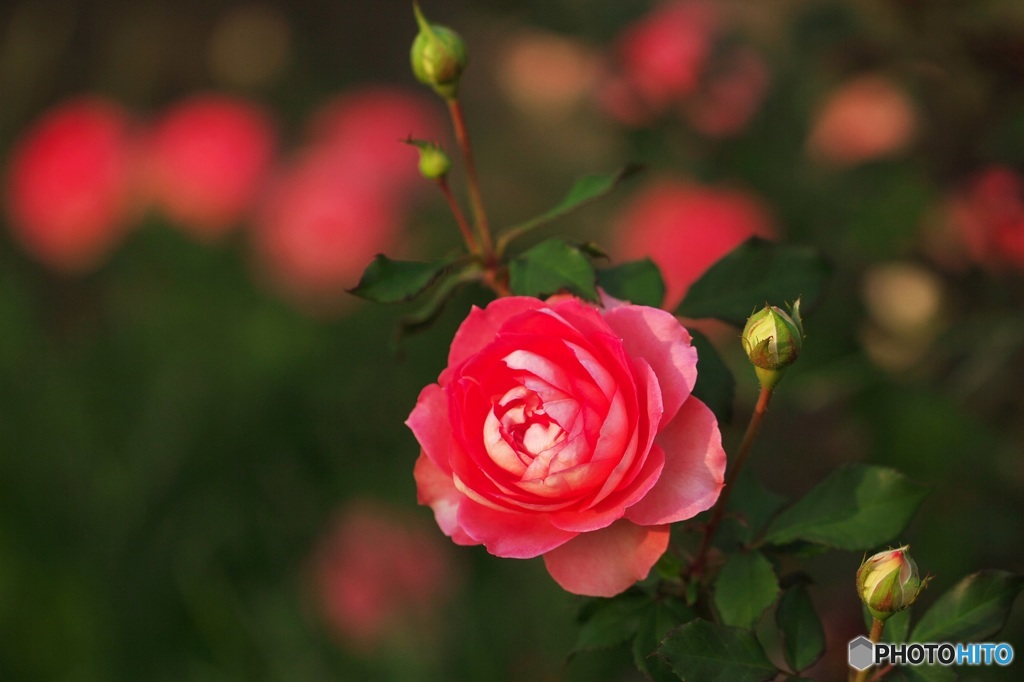 Expression of the rose 5