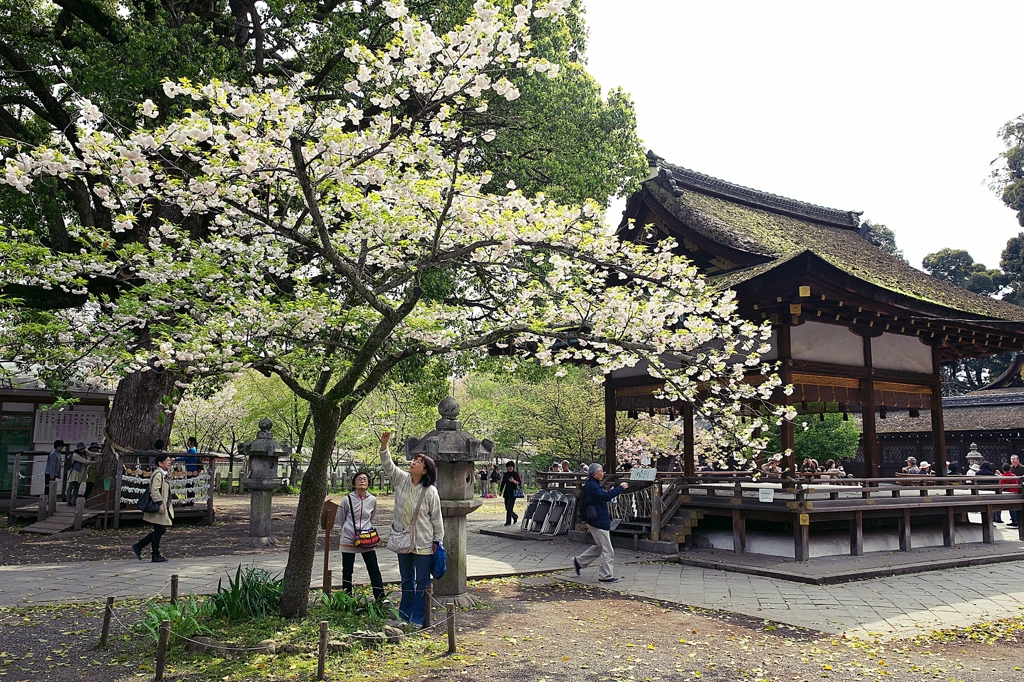 Hirano Shrine 9