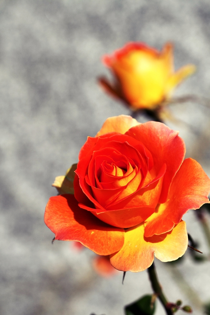Suntanned orange