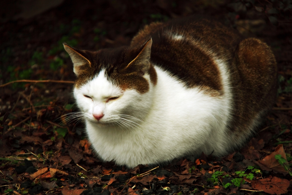 Individual cats 4