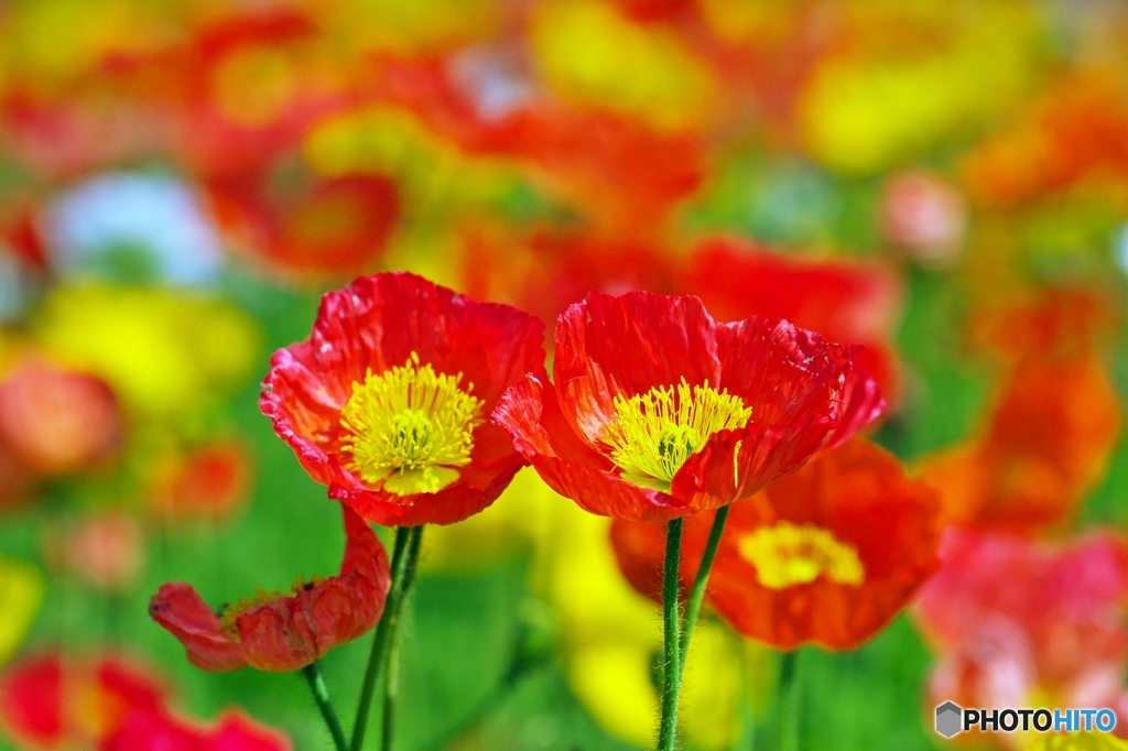 In a spring flower park 2