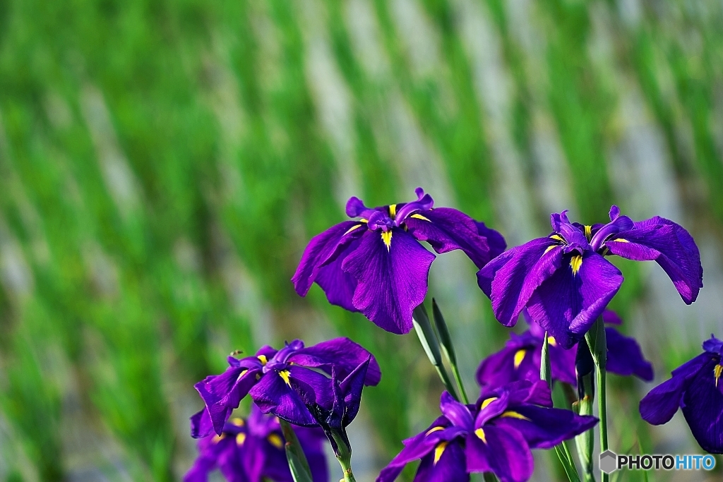 Scenery of the Iris 2