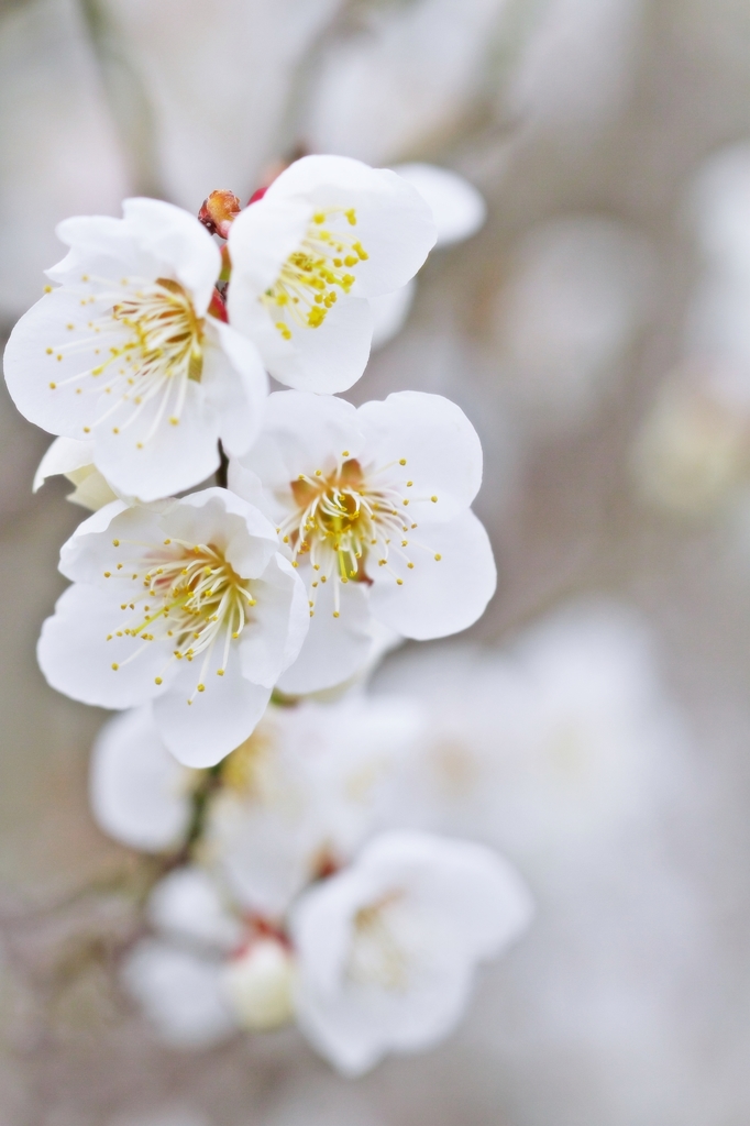 White-on-white