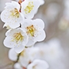 White-on-white