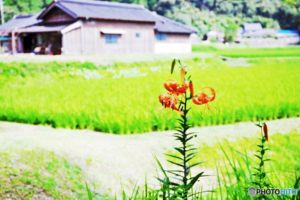 真夏の風景