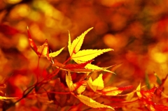 Autumnal scenery shines