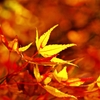 Autumnal scenery shines