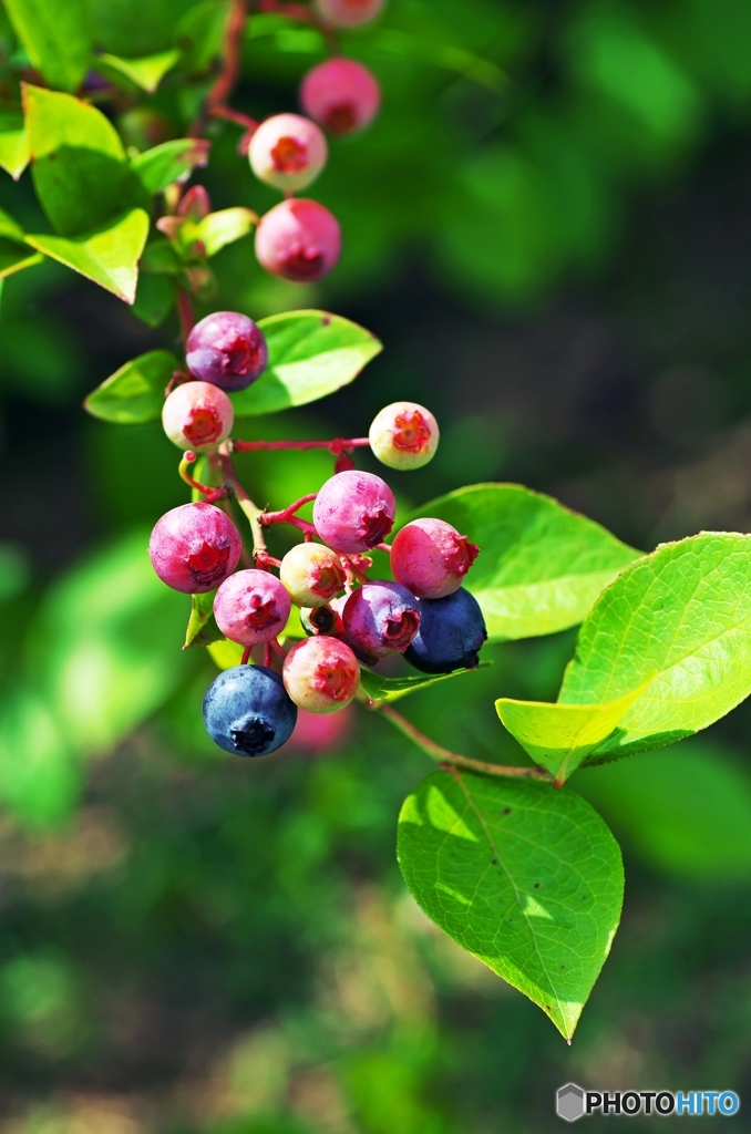 Blueberry 1