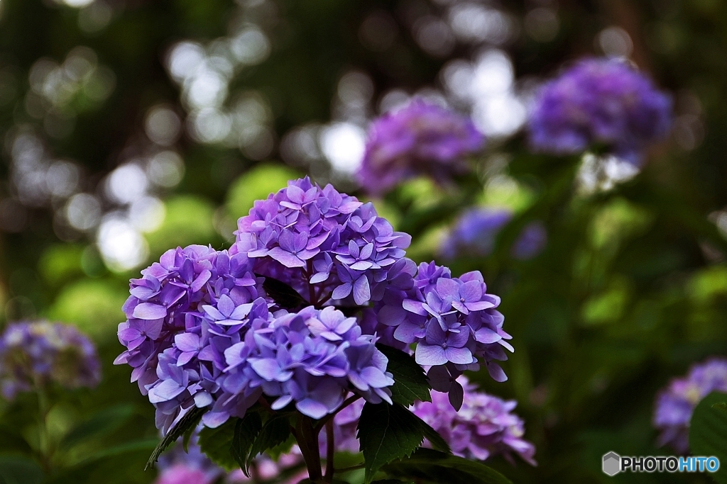 紫陽花・古寺に　１０