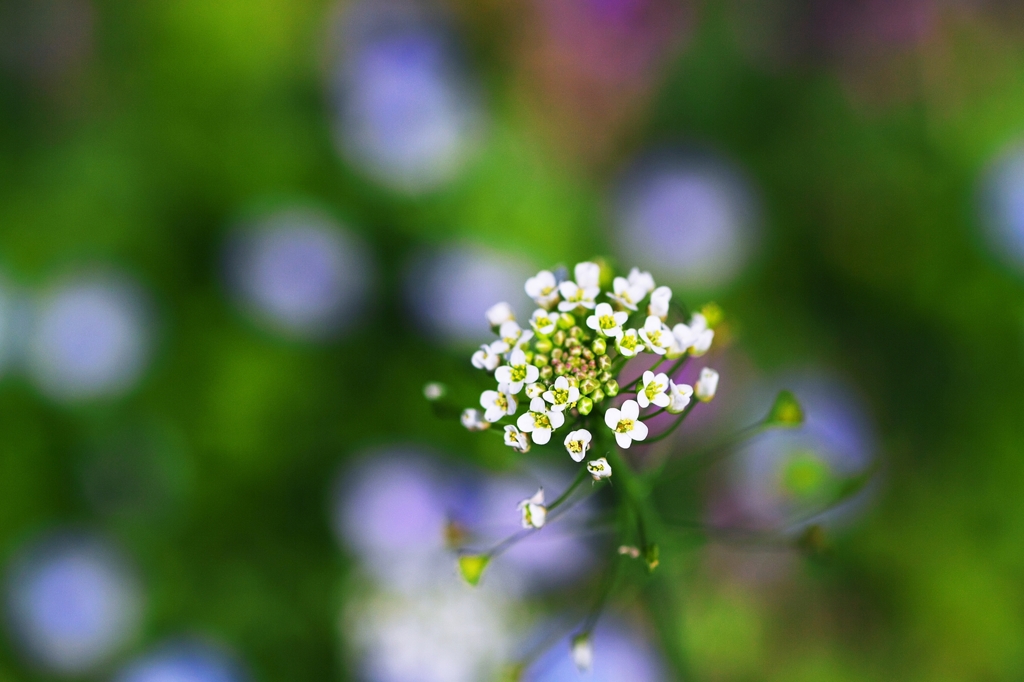 In the spring field