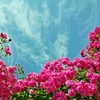 All Roses