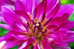 Dahlia 1