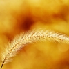 In the field of gold