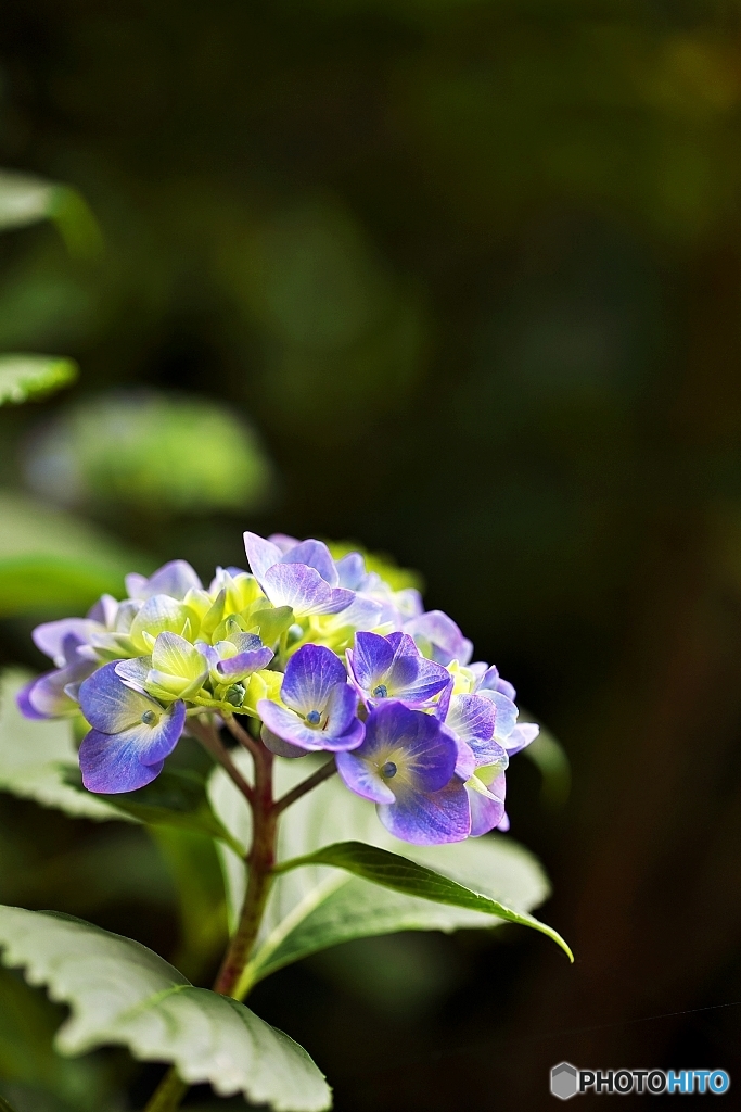 紫陽花日和の日曜日　４