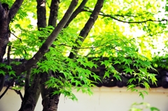 Japanese garden of the fresh green 4