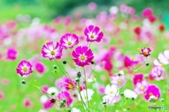 Cosmos_2015_2