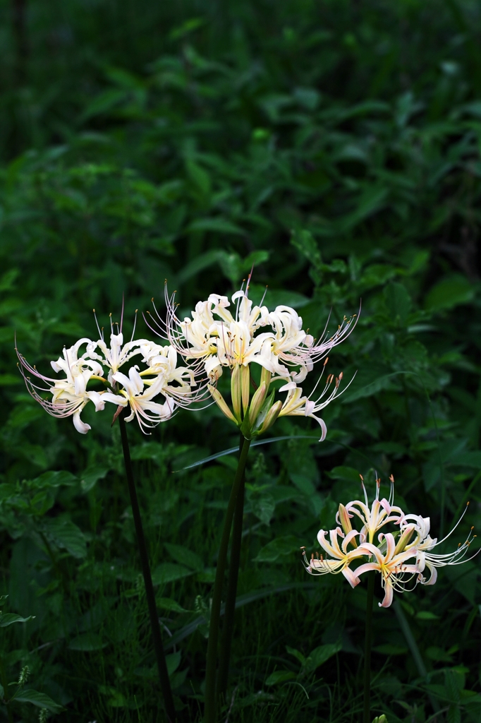 Lycoris albiflora