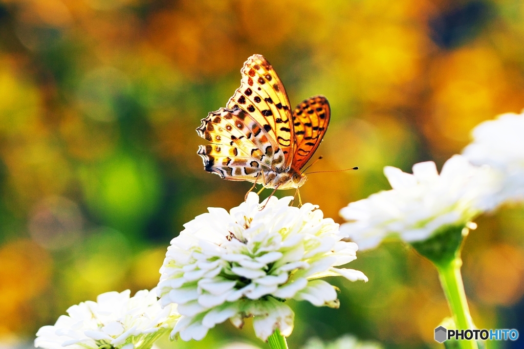 A summer afternoon when the butterfly da