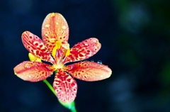 Leopard flower 2