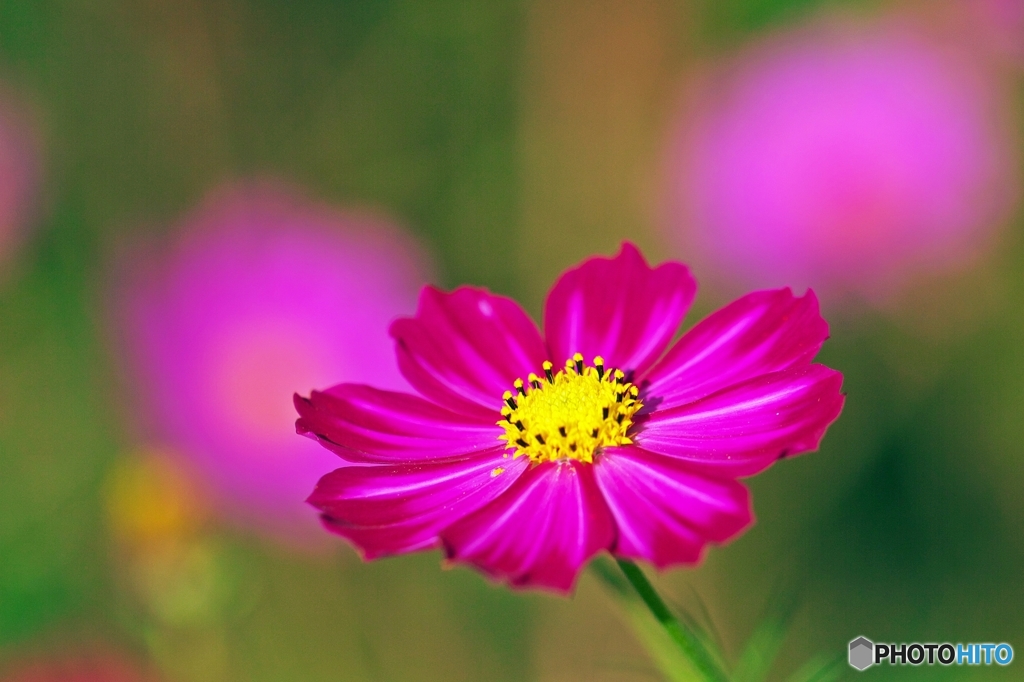 In sunlight of October 1