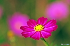 In sunlight of October 1