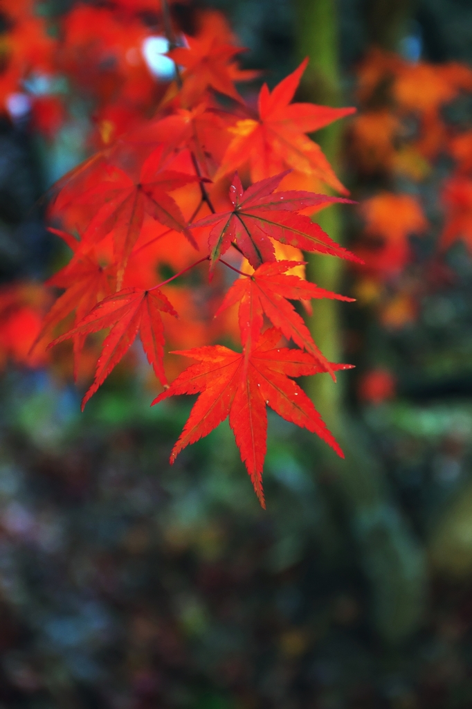 Leaves copy the setting sun