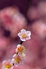 Pink Softly