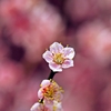 Pink Softly