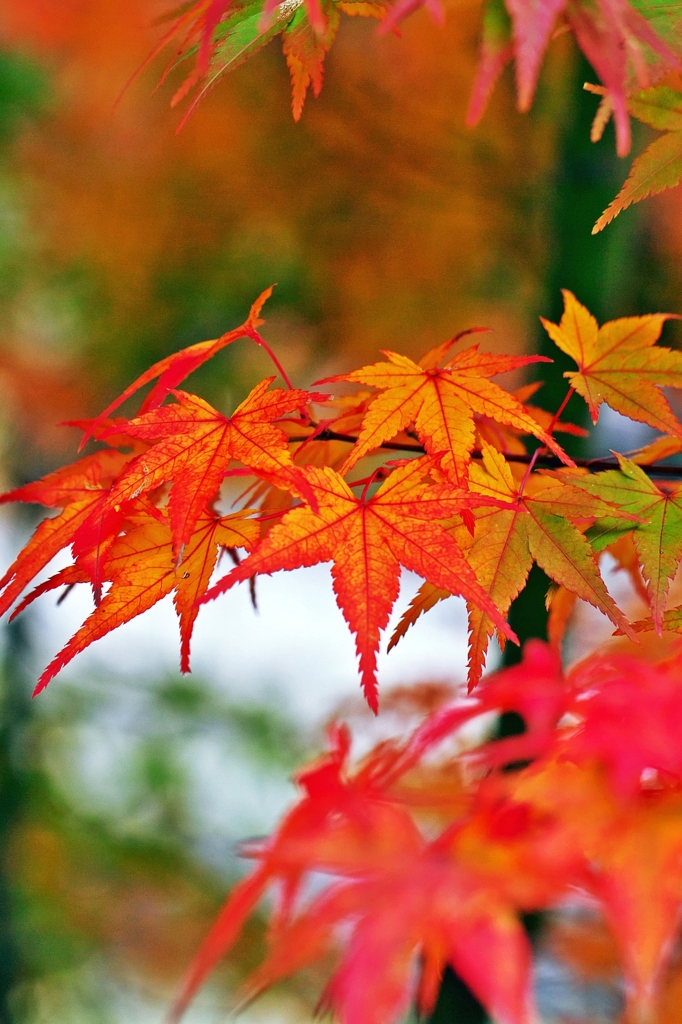 Autumn cut off in the rectangle