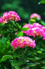 Beginning of Hydrangea 4