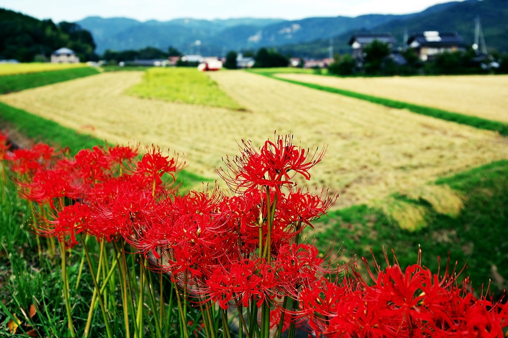 Scene of red spider lily 2
