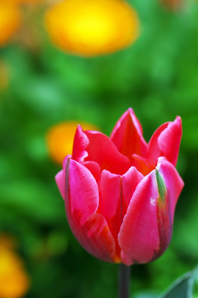 Tulpe 3