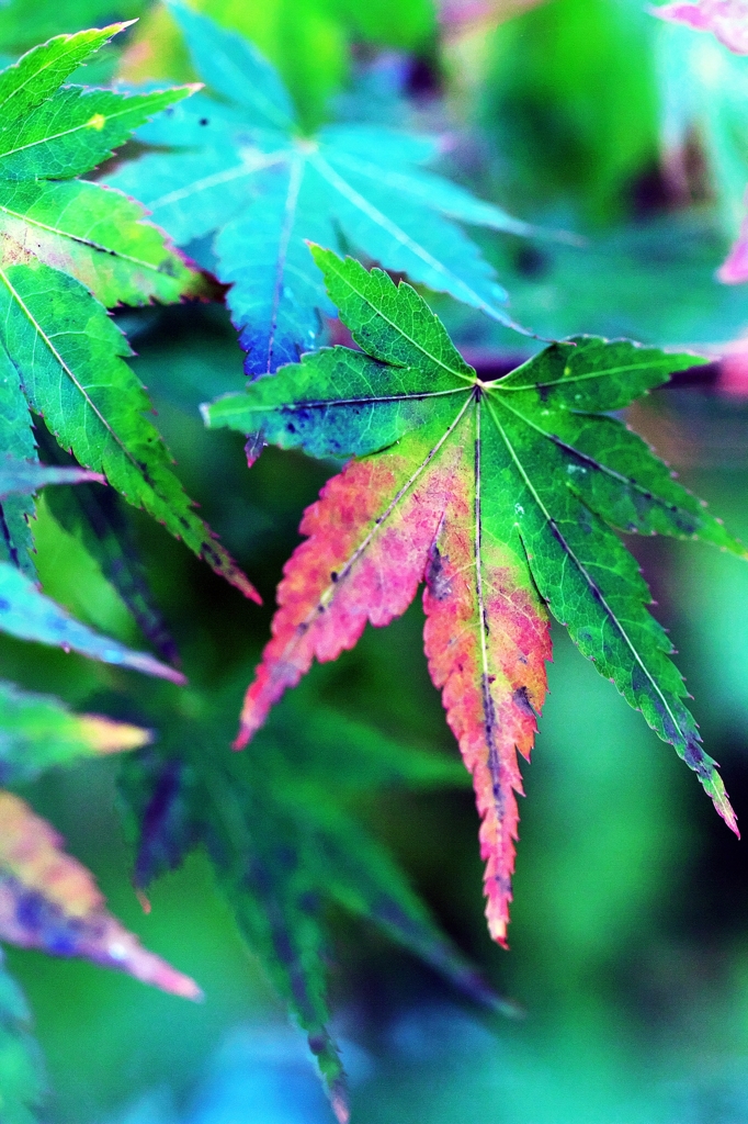 One step in the autumn deepens 1