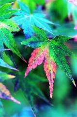 One step in the autumn deepens 1