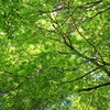 Green ceiling picture