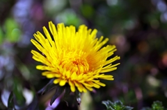 Dandelion of the early spring
