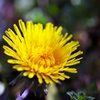 Dandelion of the early spring