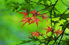 The rouge which is dim in green