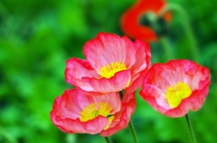 Three poppies