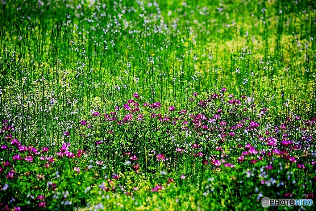 Field of the Colors 1