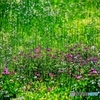 Field of the Colors 1