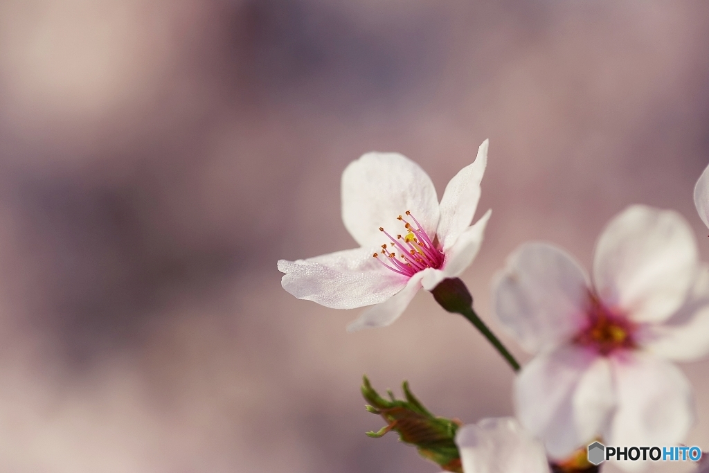 マクロで桜を　６