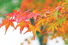 Slightly autumn color