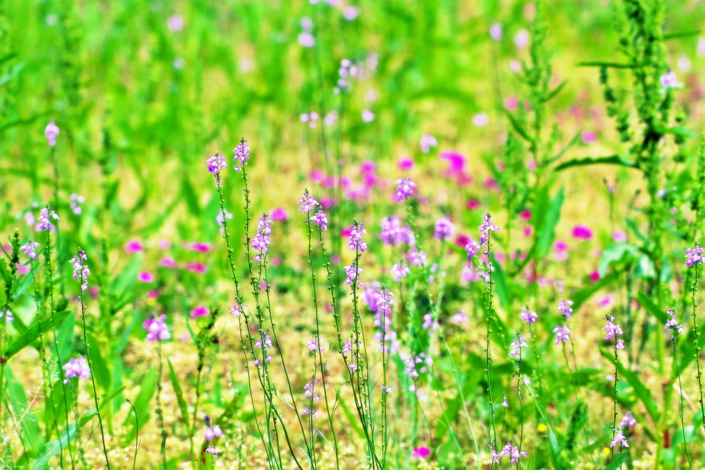 Colors of the field